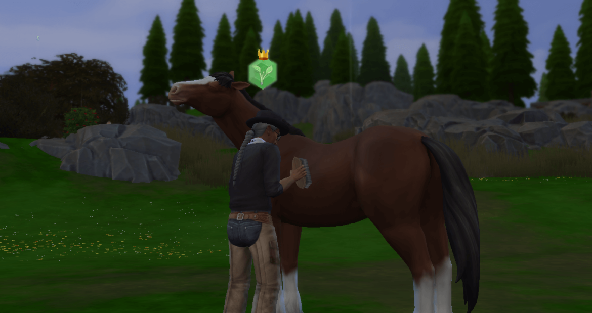 Care for Animals club activity includes Horse Ranch